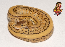 Desert Pin