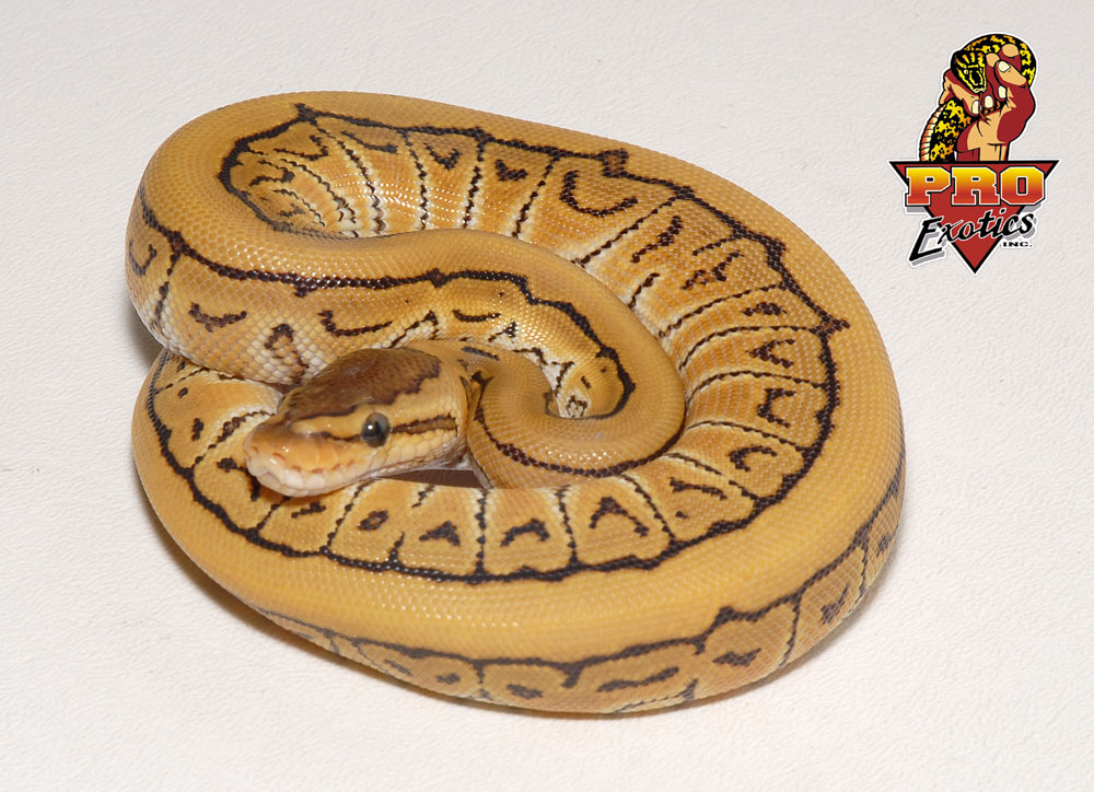 Desert Pin