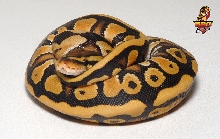 Desert male