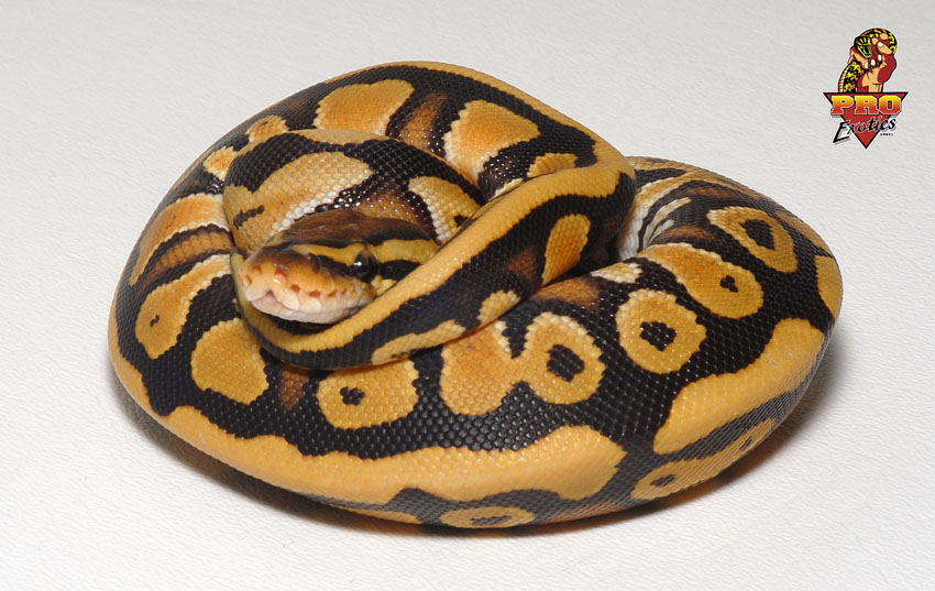 Desert male