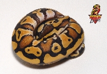 Desert male