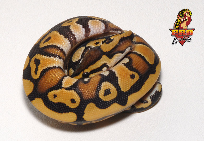 Desert male