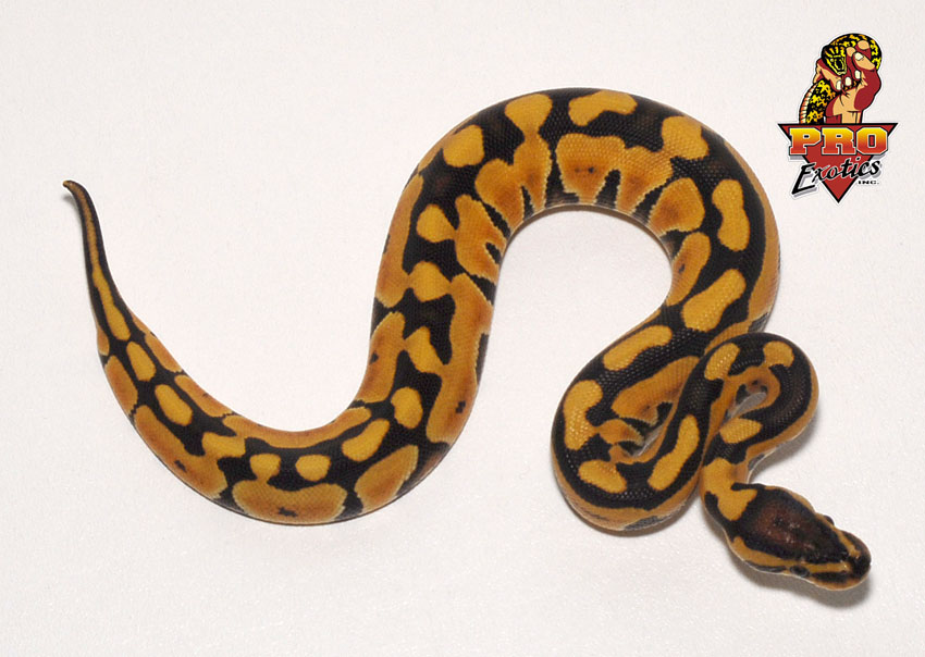 Desert female