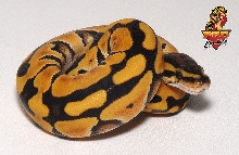 Desert female