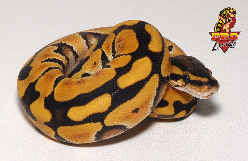 Desert female