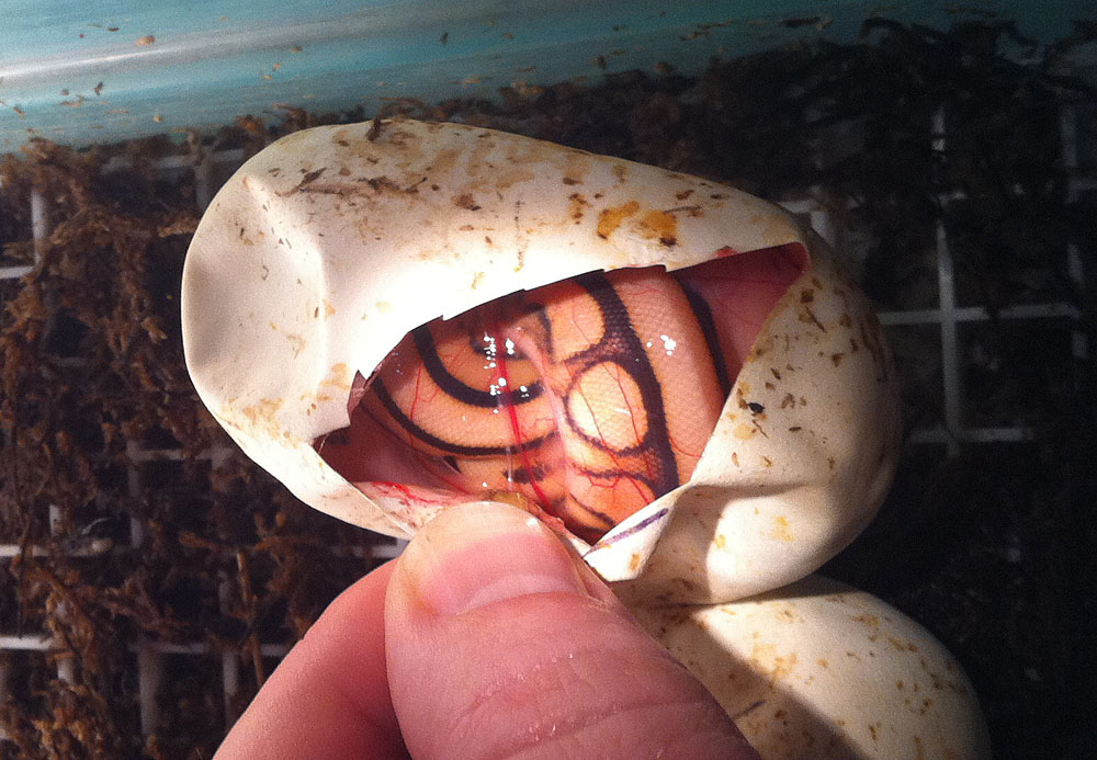 Desert Genetic Stripe Ball python