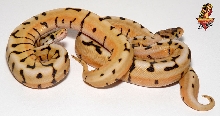 Desert Spider het Ghost- Dipsy ball python