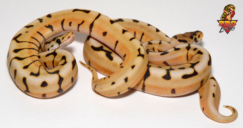 Desert Spider het Ghost- Dipsy ball python