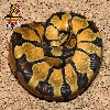 Enchi