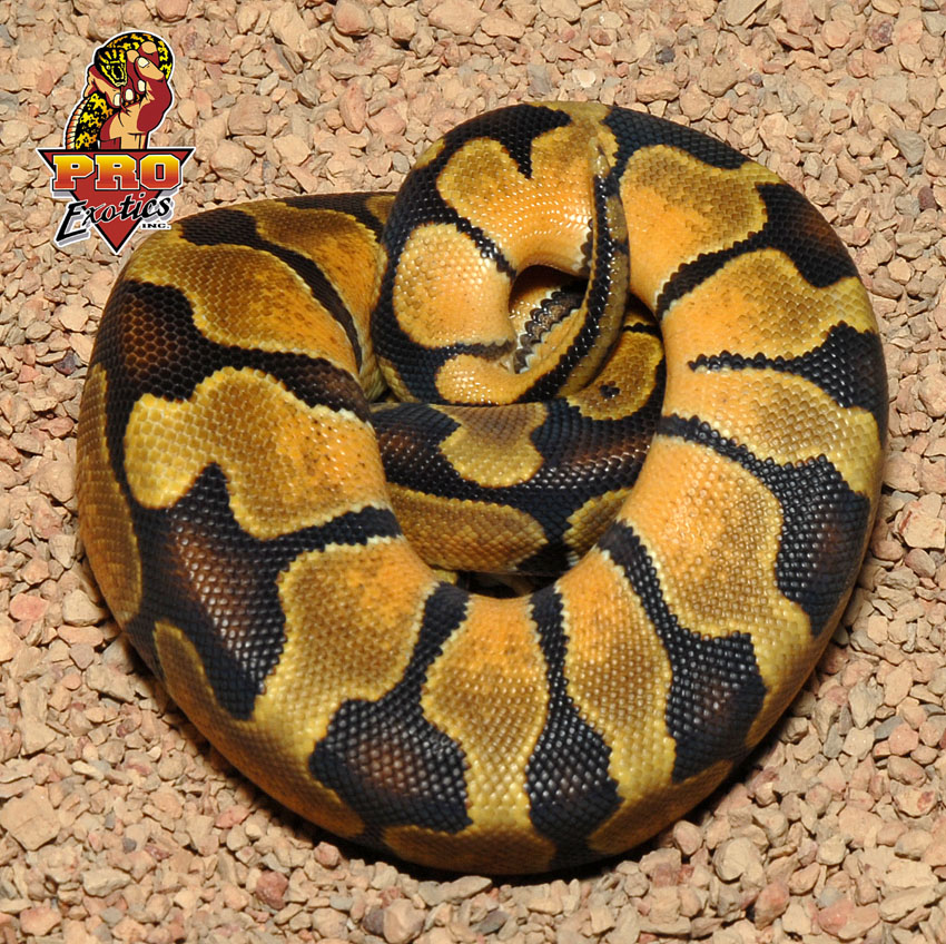 Enchi