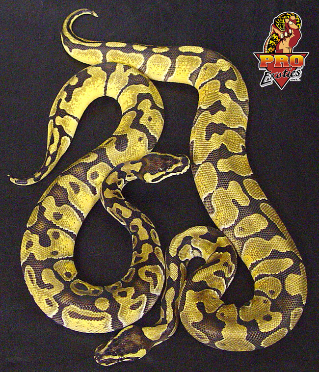 Enchi Pastels