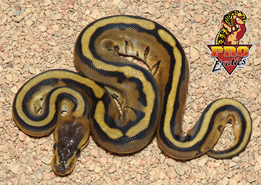 Genetic Stripe ball
