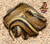 Genetic Stripe ball