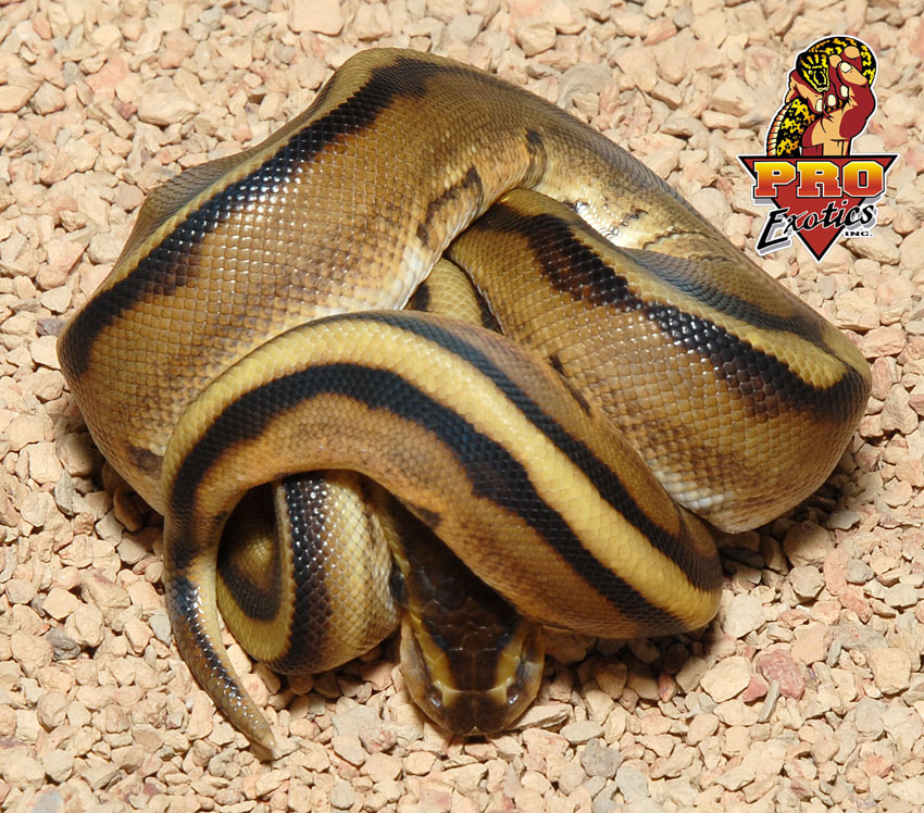 Genetic Stripe ball