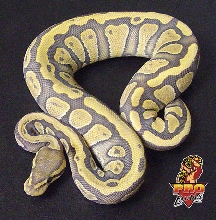 Ghost Wild Stripe ball python