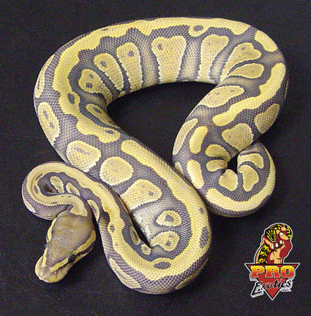 Ghost Wild Stripe ball python