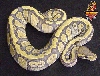 Ghost Wild Stripe