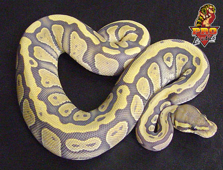 Ghost Wild Stripe