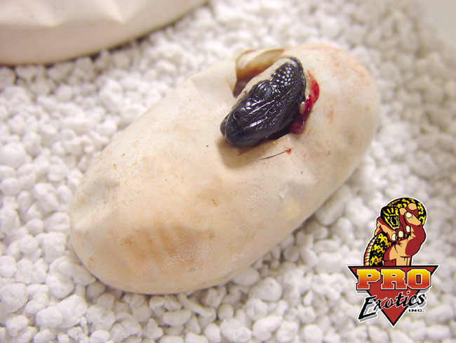 Gila Monster baby hatching Oct. 2004