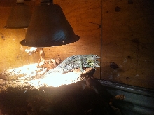 Green Tree Monitors