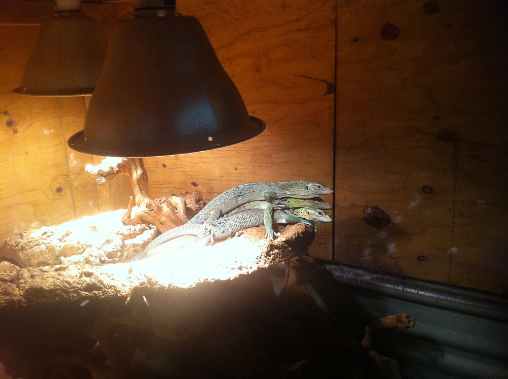 Green Tree Monitors