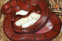 Latacincta with eggs