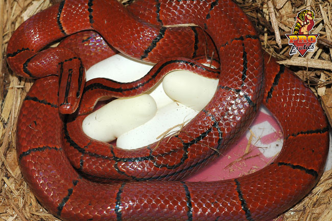 Latacincta with eggs