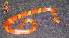 Porphyracea Laticincta