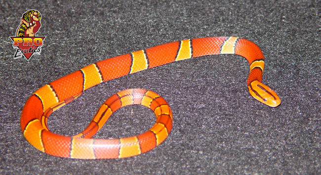 Porphyracea Laticincta