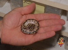 Tiny Lesser baby
