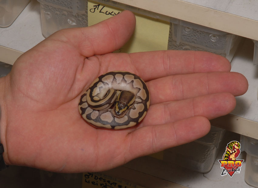 Tiny Lesser baby