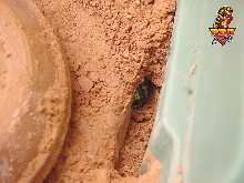 Mandarin burrow