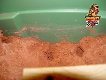 Mandarin burrows