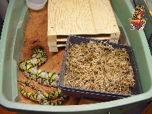 Mandarins soil setup