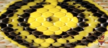 Mandarin scales