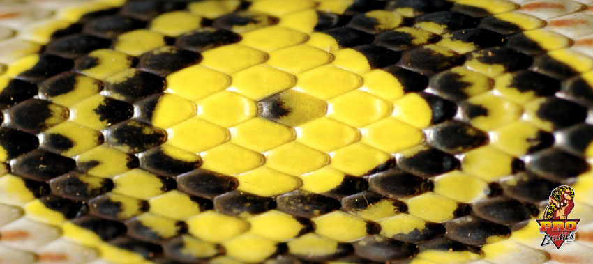 Mandarin scales