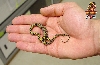 Mandarin Ratsnake tiny baby