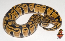 Ball python