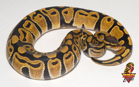 Ball python