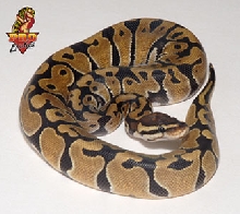 Ball python