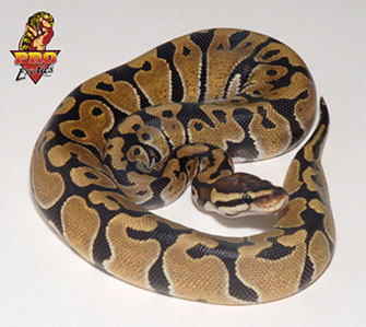Ball python