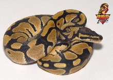 Ball python