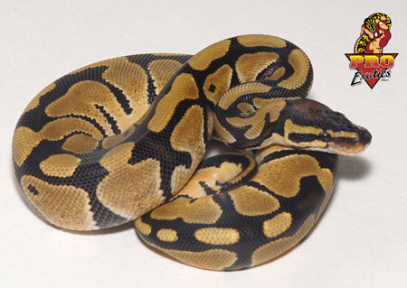 Ball python