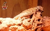 Ornate Uro basking