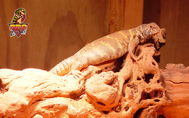 Ornate Uro basking