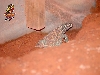 Ornate Uro adult male