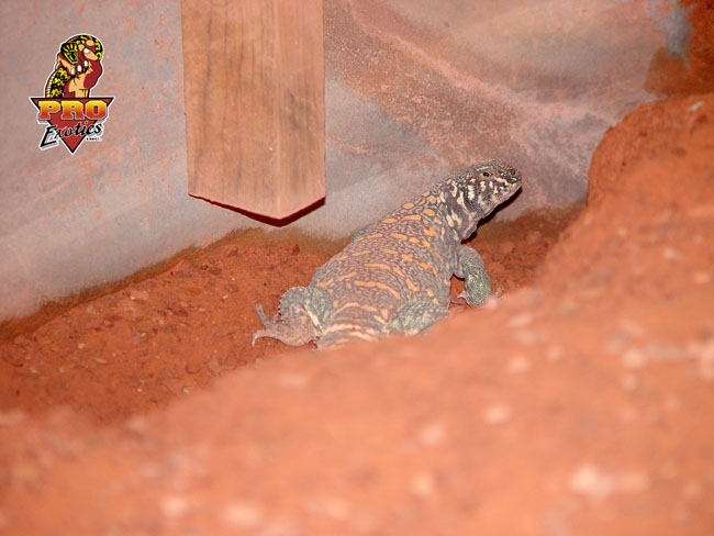 Ornate Uro adult male