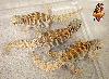 Ornate Uro babies