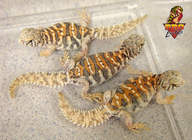 Ornate Uro babies