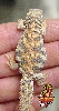 Ornate Uro baby